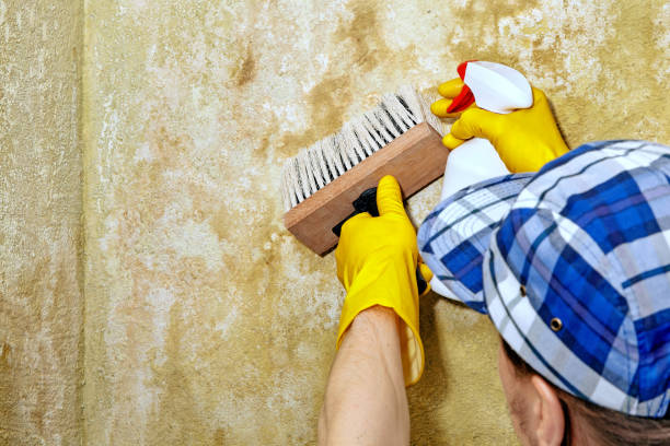 South Willard, UT Mold Removal Company