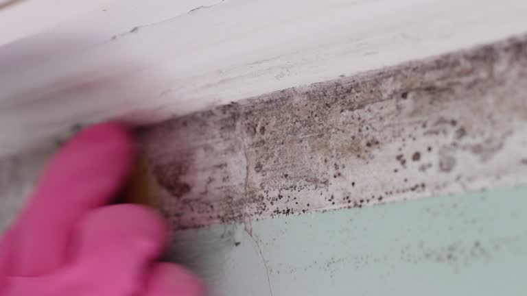 Mold Remediation for Rental Properties in South Willard, UT